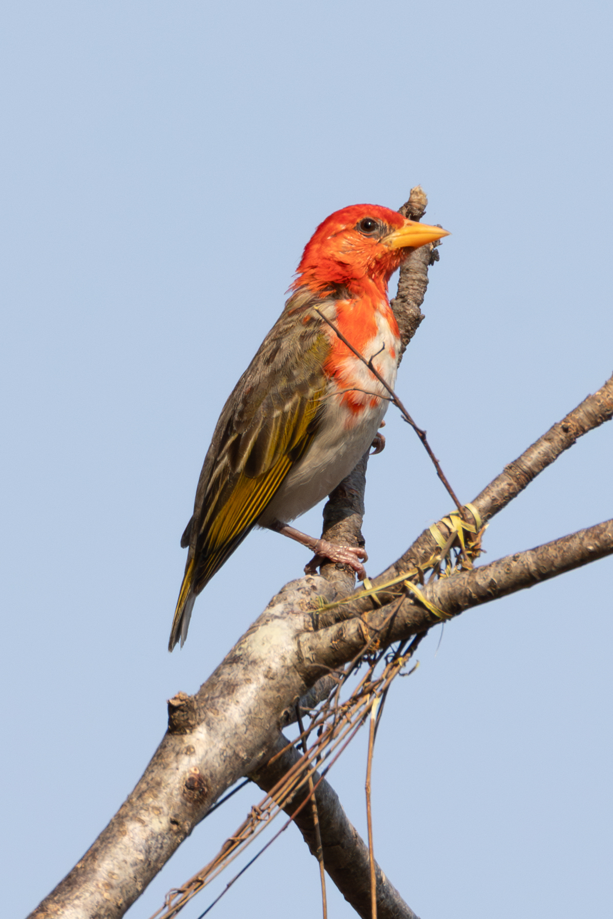 Red-headed Weaver (Anaplectes rubriceps)