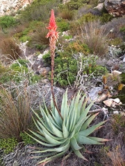 Aloe succotrina