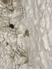 Phlebotominae