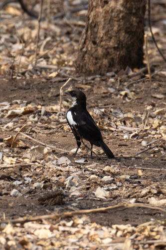 Arnot's Chat (Myrmecocichla arnotti), photo 9