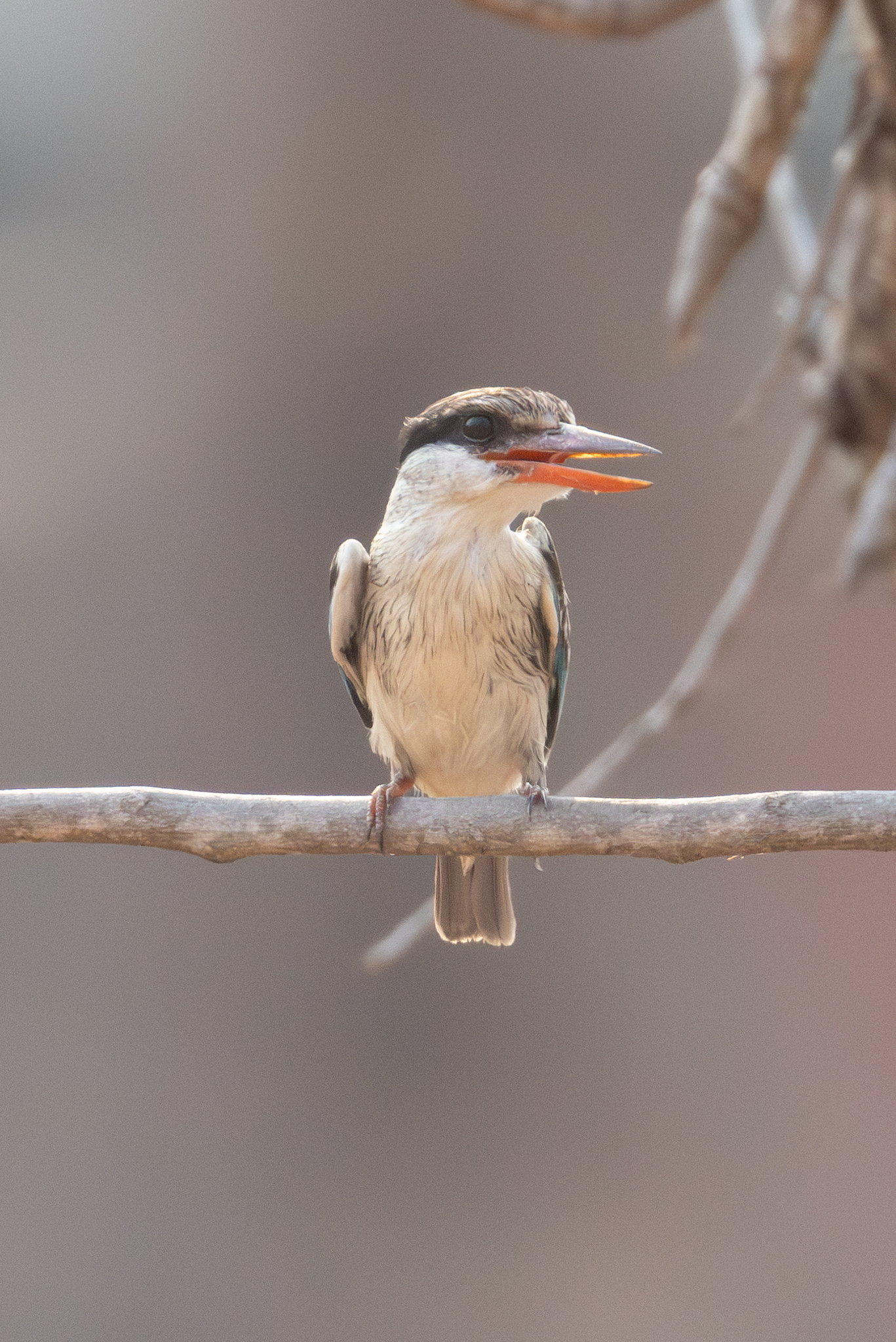 Striped Kingfisher illustration