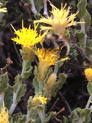 Ericameria discoidea discoidea