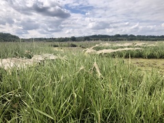 Sporobolus anglicus