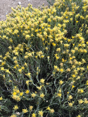 Ericameria discoidea discoidea