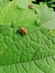 Salticidae