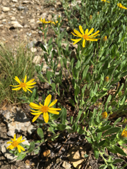 Oreochrysum parryi