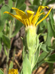 Oreochrysum parryi