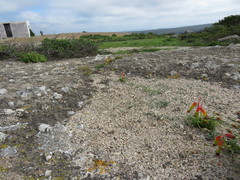 Lachenalia quadricolor