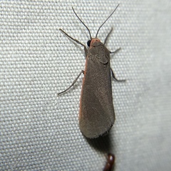 Virbia laeta