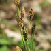 Carex brevicollis - Photo (c) Denis Davydov,  זכויות יוצרים חלקיות (CC BY-NC), הועלה על ידי Denis Davydov