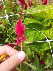 Celosia argentea plumosa