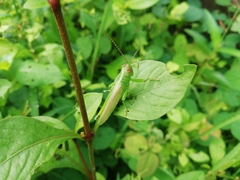 Orthoptera