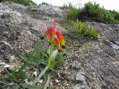 Lachenalia quadricolor