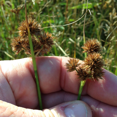 Juncus torreyi