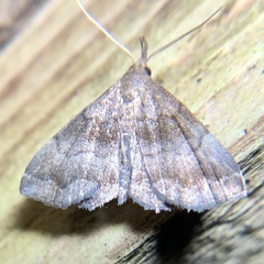 Phalaenostola larentioides