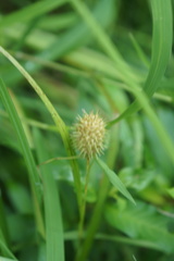 Carex squarrosa