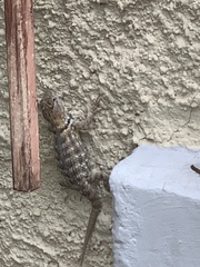 Sceloporus magister