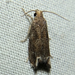 Epiblema abruptana