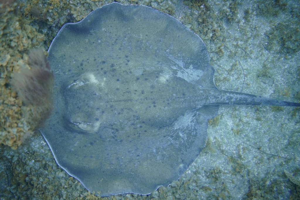Round stingray seen from above over a rocky bottom off Tenerife, tail trailing