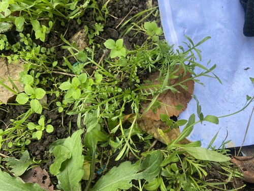 Swine-cress (Coronopus squamatus)
