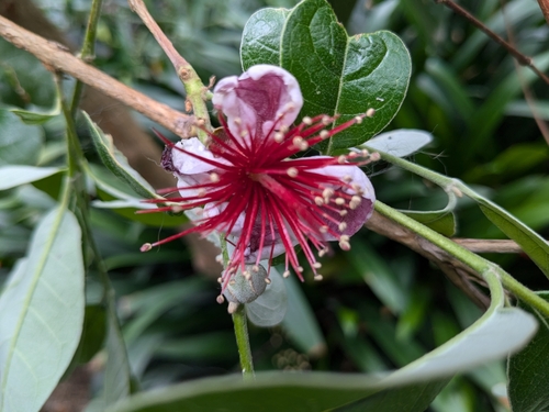 Acca sellowiana - Whole tree