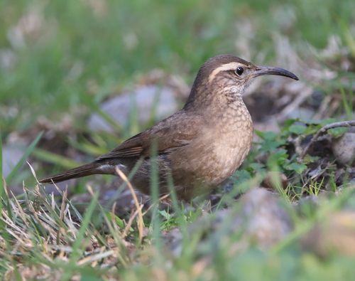 Upucerthia saturatior