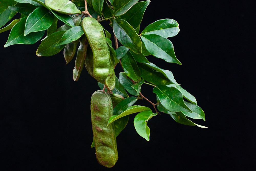 Inga sertulifera