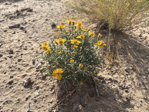 Image of Zinnia grandiflora by (c) Martin Purdy, some rights reserved (CC BY)