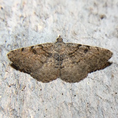 Digrammia gnophosaria