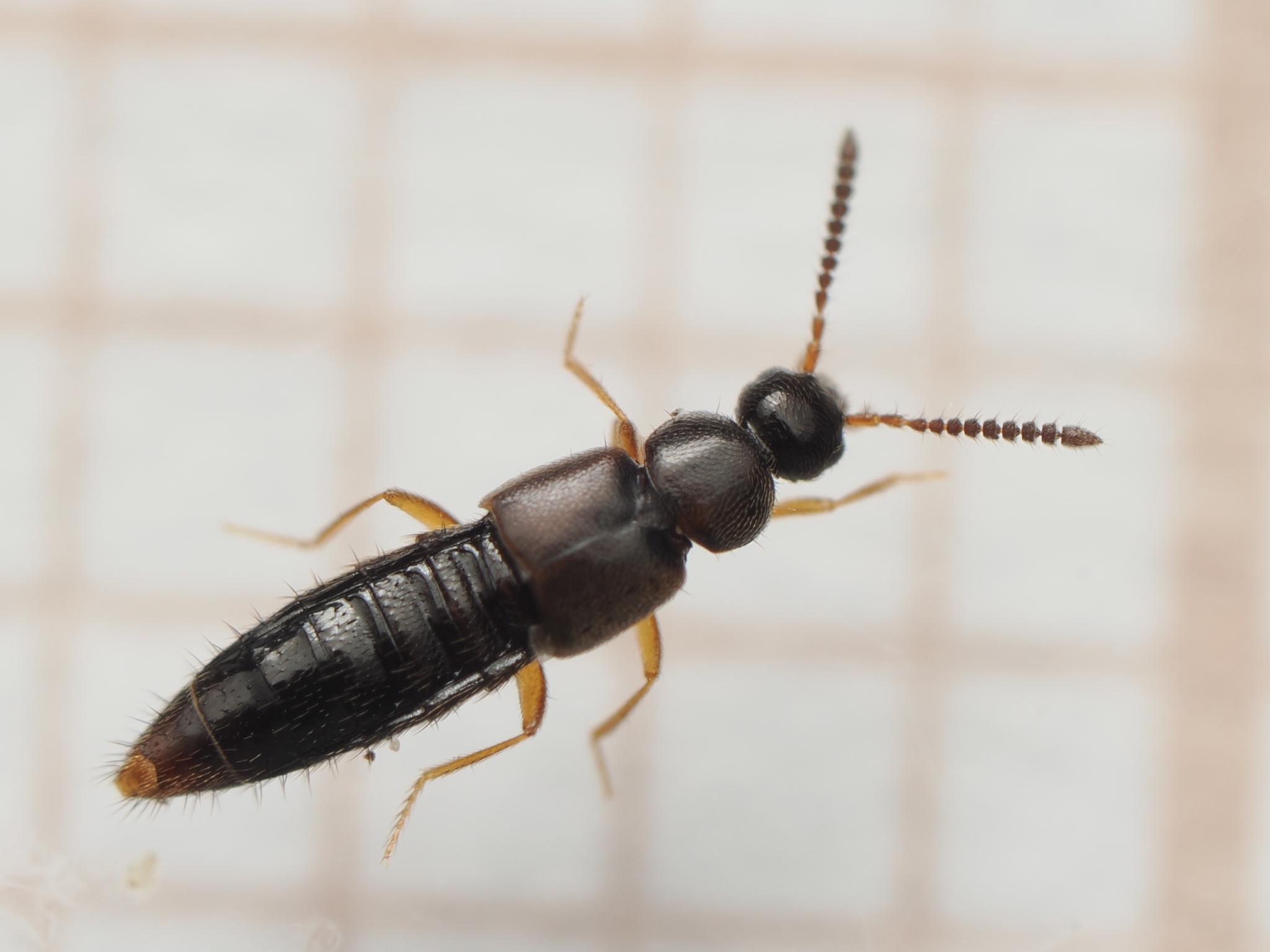 Atheta sodalis