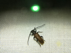 Anaesthetis testacea