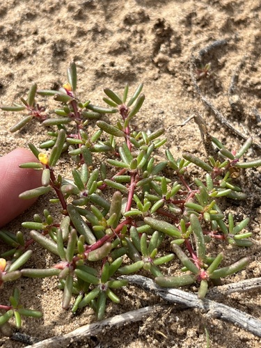 Image of Portulaca halimoides by (c) Martin Purdy, some rights reserved (CC BY)