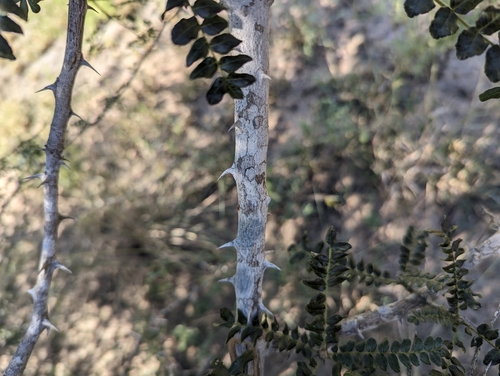 Image of Zanthoxylum capense by (c) Shedron Mukhumo, some rights reserved (CC BY)