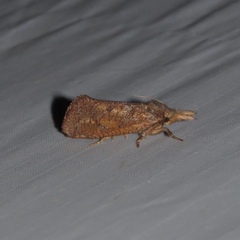 Acrolophus plumifrontella
