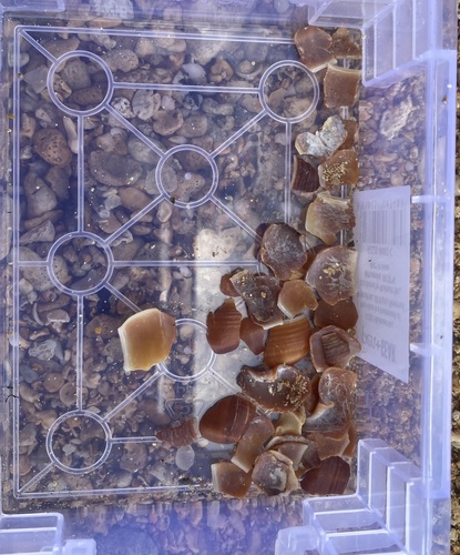Carelia cochlea observed 2024-10-29