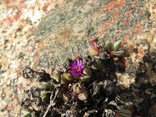 Image of Antimima granitica by (c) Jeremy Gilmore, some rights reserved (CC BY)