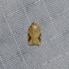 Acleris cornana