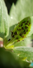 Aphididae