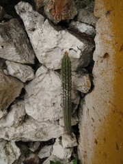 Pilosocereus gaumeri