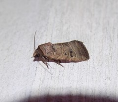 Elaphria fuscimacula