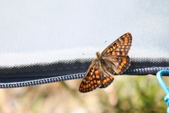 Euphydryas intermedia