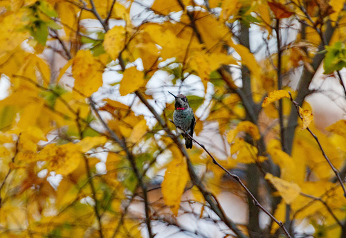 Anna's Hummingbird photographed in Illinois
