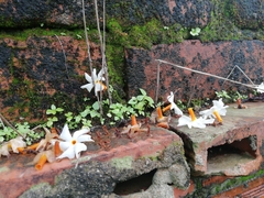 Nyctanthes arbor-tristis