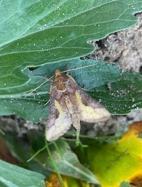 Thysanoplusia orichalcea
