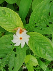 Nyctanthes arbor-tristis