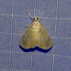 Glaphyria glaphyralis