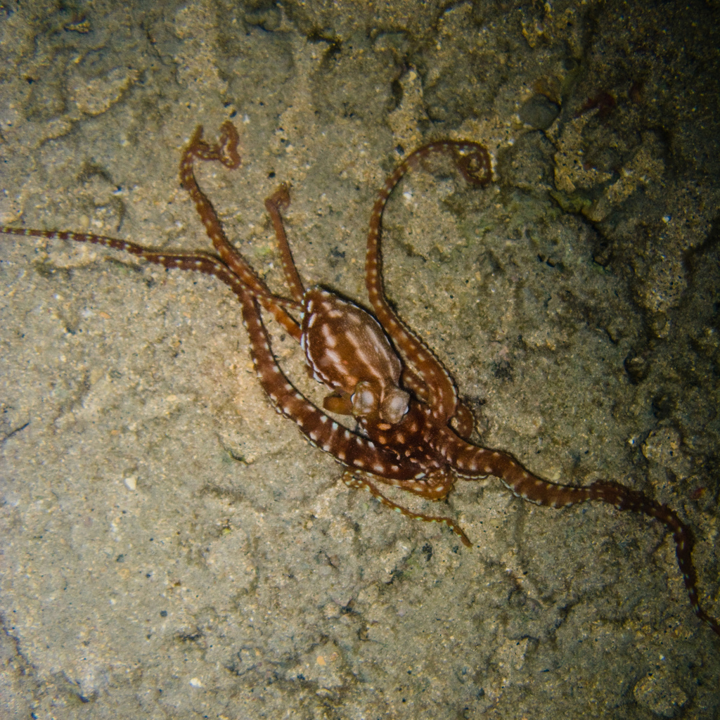 Immagine rappresentativa del genere Pinnoctopus