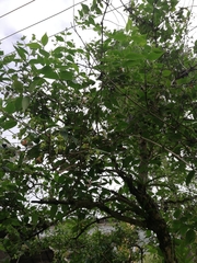 Nyctanthes arbor-tristis