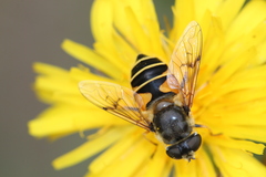 Eristalis horticola