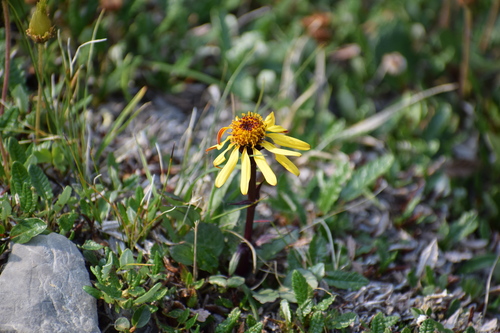Image of Packera cymbalaria by (c) Syd Cannings, some rights reserved (CC BY)